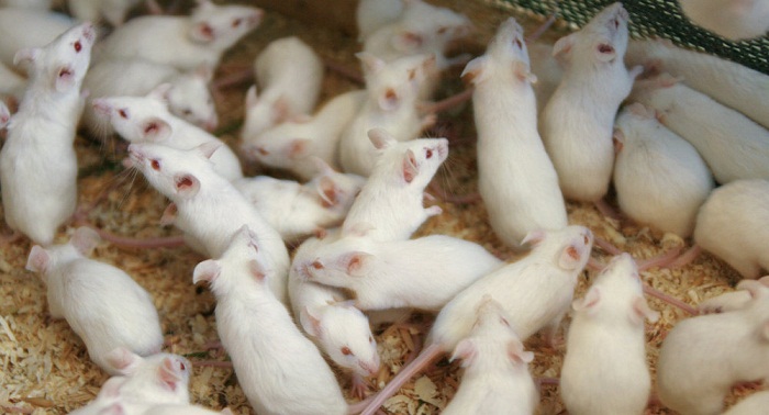 Les souris n’aiment pas le fromage! Des scientifiques mettent fin aux mythes